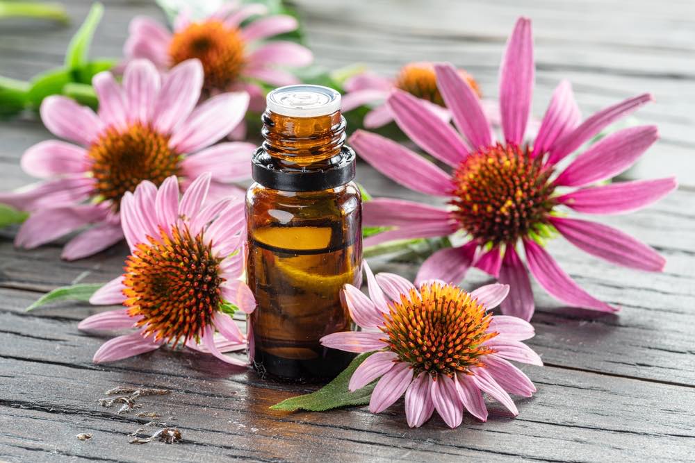 Piante medicinali per raffreddamento