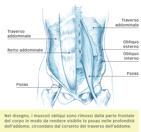psoas esercizi