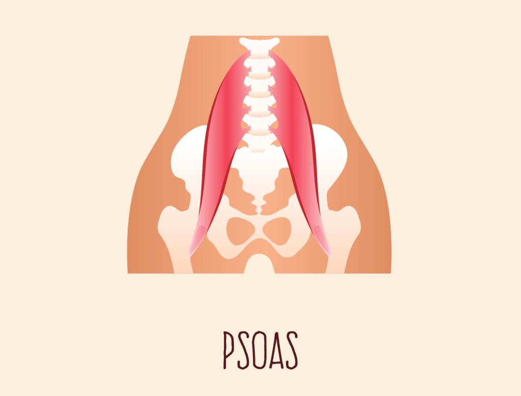 psoas esercizi